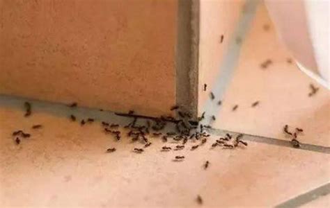 家裏螞蟻很多 凶宅定義法律